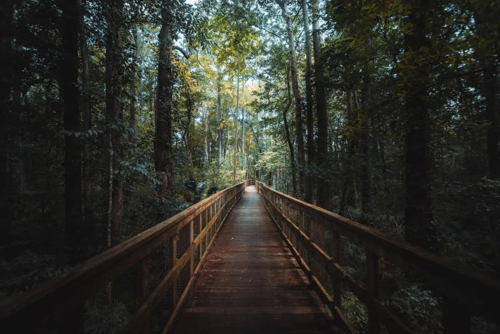 Thoughtful Care for Wooded Land